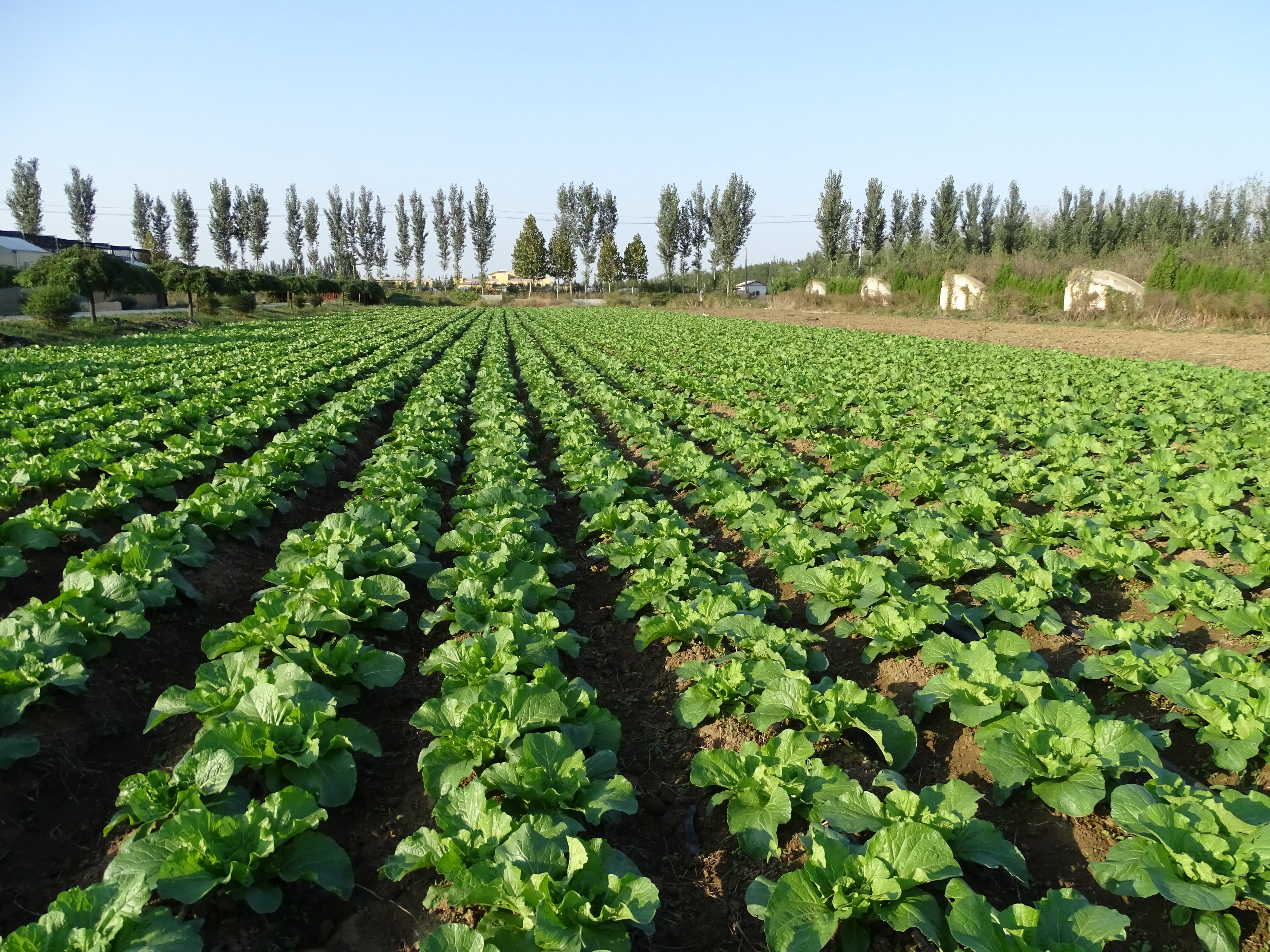 区蓝莓基地调查蓝莓苗期病虫害和即墨区移风店镇调查大白菜田间病虫害